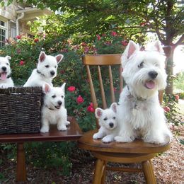 West Highland White Terrier Puppies from Cascading Westies