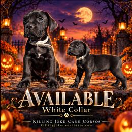 Valeria (White collar) - Black female Cane Corso puppy in Stilwell, Oklahoma from Killing Joke Kennels