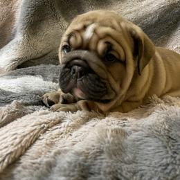 Bulldog Puppies from Semper Fi Bulldogs