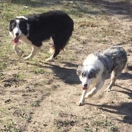 Border Collies, French Bulldogs, and Poodles from JD French Bulldogs and Border Collies
