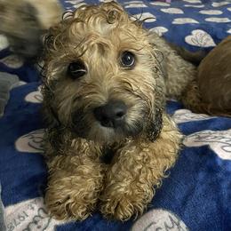 Penelope - Cockapoo