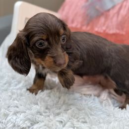 Tess - Chocolate and tan female Dachshund puppy in Decatur, Mississippi from KP Dachshunds