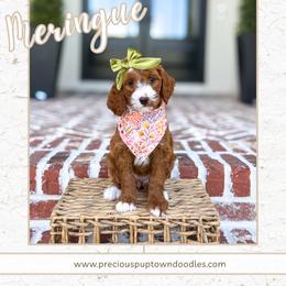 Meringue - Red  female Goldendoodle puppy in Bell Buckle, Tennessee from Precious Puptown Doodles