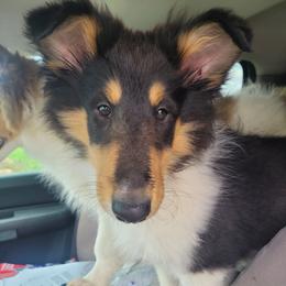 Male boy 2 - Black white and tan male Collie puppy in Hartland, Michigan from Magnificent Collies