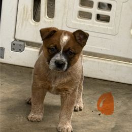 Orange collar - Red mottled male Australian Cattle Dog puppy in Town Creek, Alabama from Crooked Creek Farm and kennel