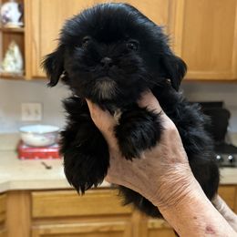 Leighton - Black and white female Shih Tzu puppy in Tallahassee, Florida from Bows and Bow Ties