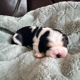 Mozzarella - Tri-color male Cavalier King Charles Spaniel puppy in De Soto, Missouri from Blooming Cavaliers