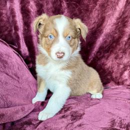 Penelope ASCA AKC - Red tri-color female Australian Shepherd puppy in Blomkest, Minnesota from Meljestic Farms