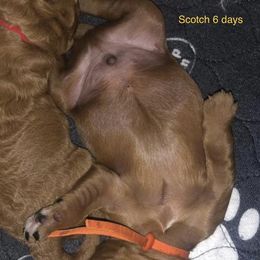 Goldendoodle Puppies from Stella’s Stunning Goldendoodles of VA