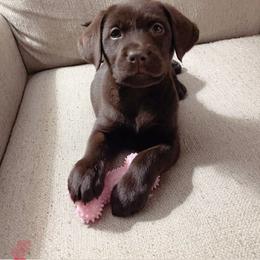 Doberman Pinscher and Labrador Retriever Puppies from GFD Kennels