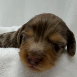 Hendrix - Dapple male Dachshund puppy in Pulaski, Tennessee from Billboard Doxies