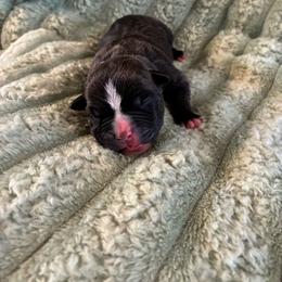 Rusty - Brown brindle male American Staffordshire Terrier puppy in Byron, Georgia from Lelani