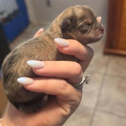 Benji - Red sable male Pomeranian puppy in Fort Worth, Texas from Picture Perfect Poms
