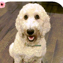 Mocha - Double Doodle