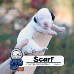 Scarf - Brown and white female Sheepadoodle puppy in Cleveland, Tennessee from Narrow Path Old English & Sheepadoodles