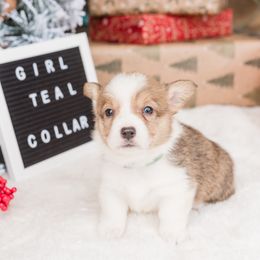 Cardigan Welsh Corgi and Pembroke Welsh Corgi Puppies from Corgi 4 Christ