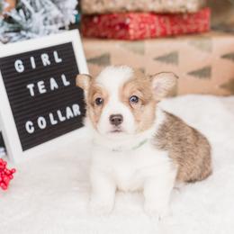 Cardigan Welsh Corgi and Pembroke Welsh Corgi Puppies from Corgi 4 Christ