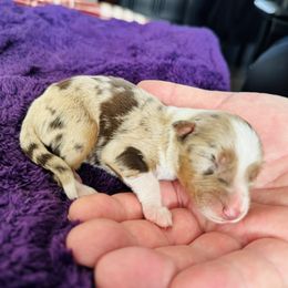 Sky - Red merle female Australian Shepherd puppy in Charlotte, North Carolina from Awesome Aussies