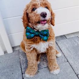 Rex - Cream male Goldendoodle puppy in Lakeland, Florida from Rolling Oak Doodles