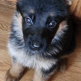 German Shepherds from Pickett Haus German Shepherds