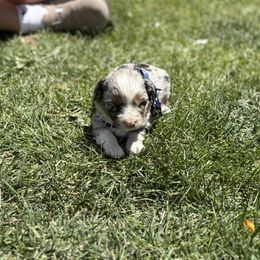 Boy 2 - Blue merle male Aussiedoodle puppy in Junction, Utah from Sugar Doodles