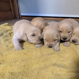 Jupiter - Golden female Golden Retriever puppy in Lakeside, Arizona from Tall Pines Goldens