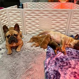 French Bulldog Puppies from GavFam Frenchies