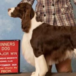 English Springer Spaniels from Kati's English Springer Spaniels