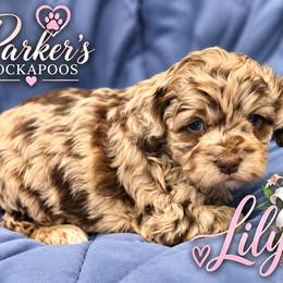 Lily - Merle female Cockapoo puppy in Perry, Arkansas from Parker's Cockapoos