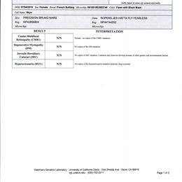 French Bulldog All Grown Up from YSetteL French Bulldogs
