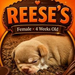 Reese's - Liver female French Bulldog puppy in Boyne City, Michigan from Gichigami French Bulldogs