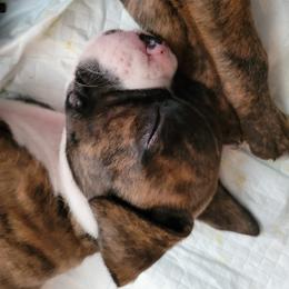 Boxer Puppies from Keen Boxers