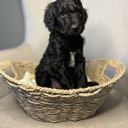 Goldendoodle Puppies from Northeast Iowa Doodles