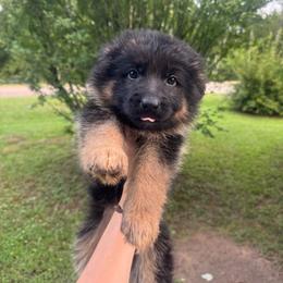 Female 2 - Black and red female German Shepherd puppy in Salem, South Carolina from Von Maqqedah Haus German Shepherds