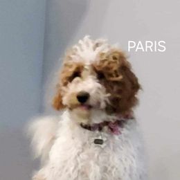 Paris - Goldendoodle