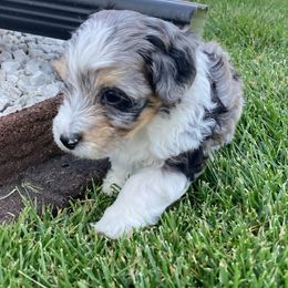 Aussiedoodle Puppies from Olive Tree Mini Aussiedoodles