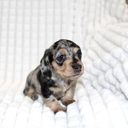 Mabel - Dapple female Dachshund puppy in Fairfax, Iowa from Grayson’s Lovable Dachshunds