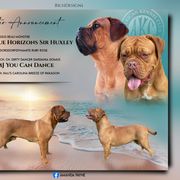 Dogue de Bordeaux puppies from Blue Horizons Bordeaux