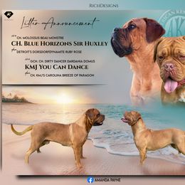 Dogue de Bordeaux puppies from Blue Horizons Bordeaux
