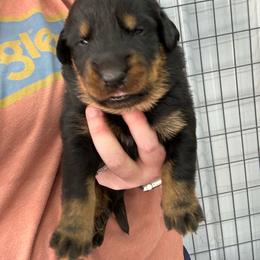 Lime - Black and rust male Beauceron puppy in Floyd’s Knobs, Indiana from Birdwing Beaucerons
