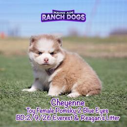 Cheyenne - Lavender female Pomsky puppy in Humeston, Iowa from M.A.R. Dogs