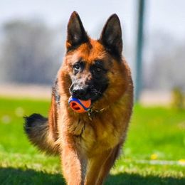 Marta - German Shepherd