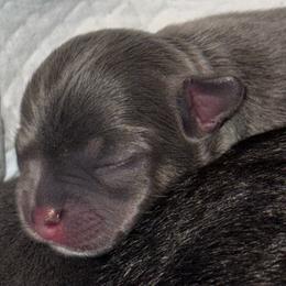 Hudson - Blue and white male Chihuahua puppy in Brooklyn, Connecticut from Ladybug Chihuahuas