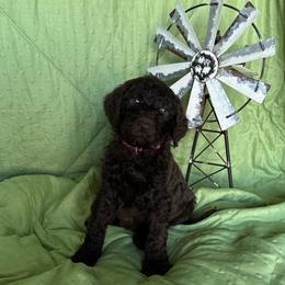 3. PETUNIA - HOT PINK COLLAR GIRL - Chocolate female Goldendoodle puppy in Charlo, Montana from Heavenly Hilltop Farm