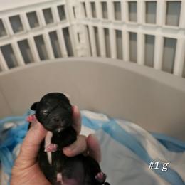 1st born girl - Black and white female Shih Tzu puppy in Havelock, North Carolina from Sugar Paws Heavenly Shih Tzu’s