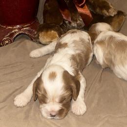 Cavalier King Charles Spaniel puppies from The Wright Snuggle
