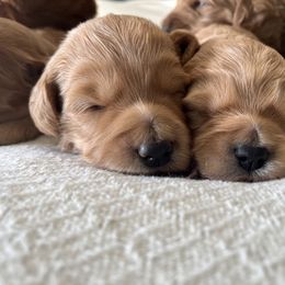 Goldendoodle puppies from Land of Goshen Doodles