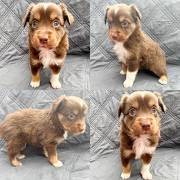 Red tri female 2 - Red tri female Miniature Australian Shepherd puppy in Brooker, Florida from Honey, I Shrunk the Aussies