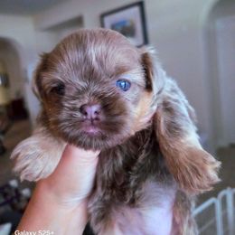 Shey Lilac - Lilac female Shih Tzu puppy in Richmond, Texas from Aleka Shih Tzu