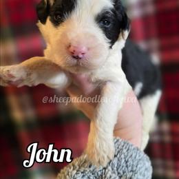 John - Black and white male Sheepadoodle puppy in Iowa Falls, Iowa from Sheepadoodles of Iowa